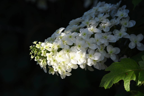 Oakleaf hydrangea (Hydrangea quercifolia 'Snow flake' ) is a Hidrangeaceae deciduous shrub with bright white flowers that bloom in cones from May to July. - Photo, Image