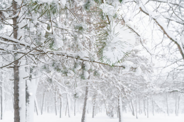 Winterstadtpark, Bäume und Äste in Nahaufnahme im Schnee, Schneesturm und Schneefall - Foto, Bild