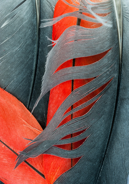 Red and grey bird feathers abstract background - Foto, immagini