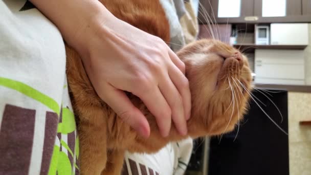 Wideo w formacie pionowym samice uderzeń ręki czerwony kot tabby mruczy w zwolnionym tempie - Materiał filmowy, wideo