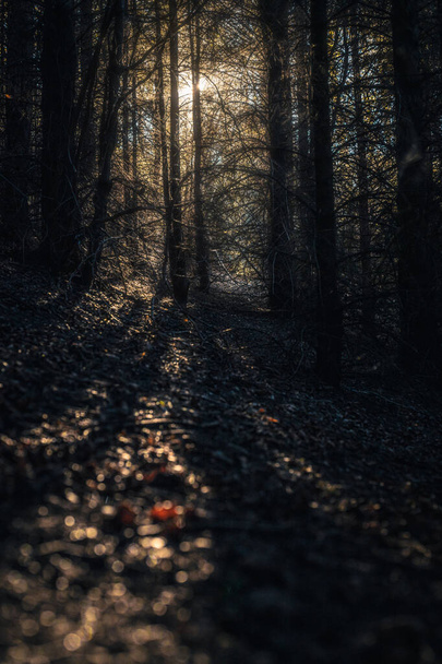 luce ambientale attraverso gli alberi nella foresta autunnale / soft focus - Foto, immagini