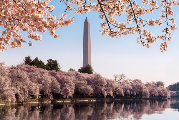 Washington Monumento torres acima flores
 - Foto, Imagem