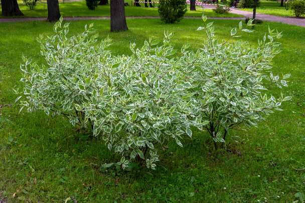市の庭では、白いDerena ElegantissimaまたはCornus albaの観賞用低木。柔らかく選択的な焦点。繊細な自然の色. - 写真・画像