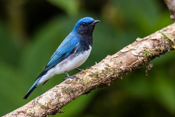 Blue-and-white Flycatcher, Japanese Flycatcher male blue and white color perched on a tree - Photo, Image
