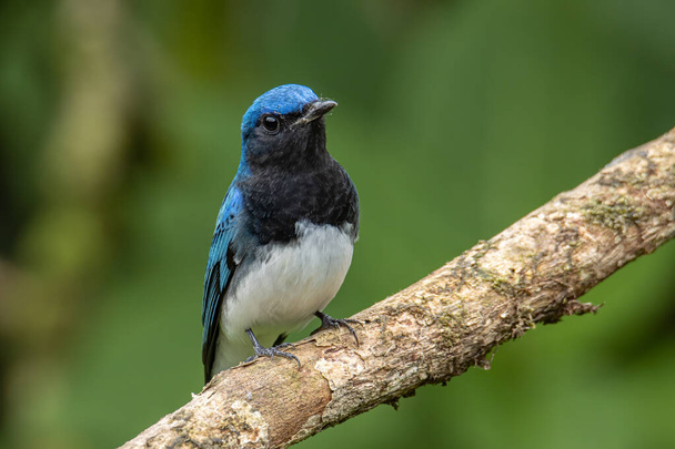 Blue-and-white Flycatcher, Japanese Flycatcher male blue and white color perched on a tree - Photo, Image