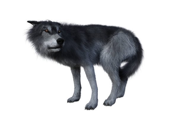 Szary wilk stojący i patrzący wstecz, Ilustracja 3D odizolowana na białym tle. - Zdjęcie, obraz