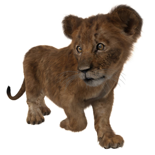 Lion cub walking and looking to the side. 3d render isolated on a white background. - Photo, Image