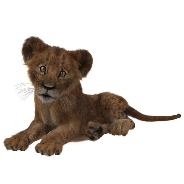 Löwenjunges legt sich hin und blickt in die Kamera. 3D-Darstellung isoliert auf weißem Hintergrund. - Foto, Bild