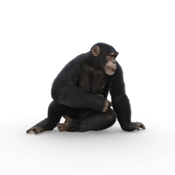 Simpanssi istuu yhdellä kädellä ja katsoo sivuttain. 3d tehdä eristetty valkoisella taustalla. - Valokuva, kuva
