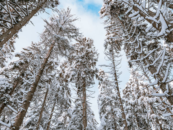 Снежные вершины елок с голубым небом в лесу, вид снизу крупным планом. - Фото, изображение