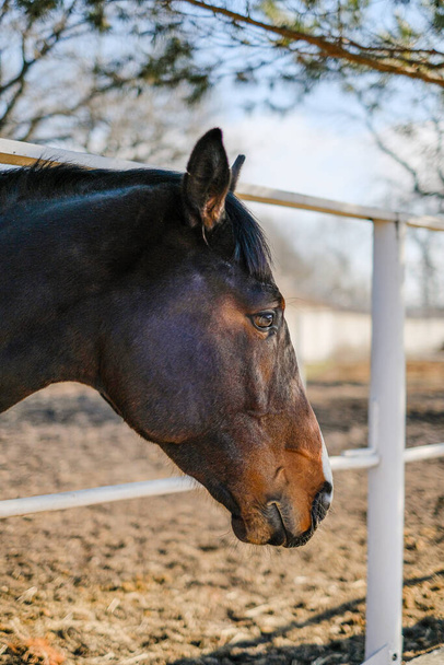 A sports stallion stands in a corral near the stable. - Photo, Image