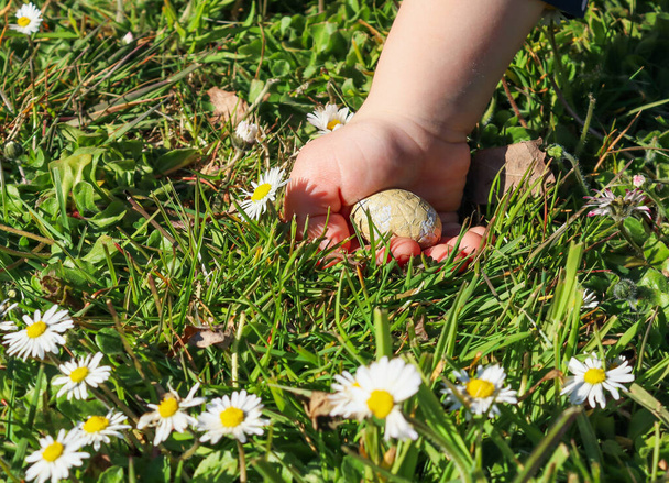 Рука ребенка вытаскивает пасхальное яйцо из травы с маргаритками с пространством для текста слева, вид сбоку крупным планом. - Фото, изображение
