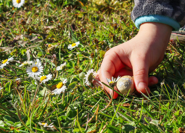Dětská ruka vytáhne z trávy velikonoční vajíčko se sedmikráskami s prostorem pro text nalevo, pohled zblízka. - Fotografie, Obrázek