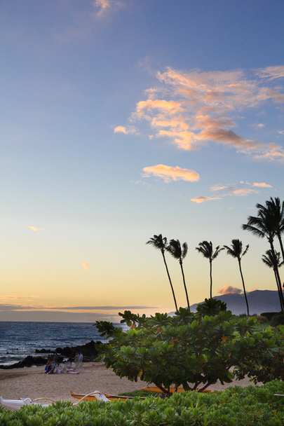 φοίνικες στην παραλία στο maui - Φωτογραφία, εικόνα