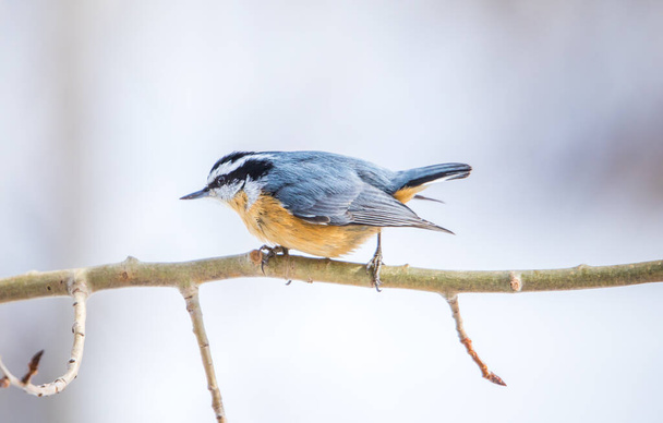 closeup of Nuthatch sitting on plant  - Photo, Image