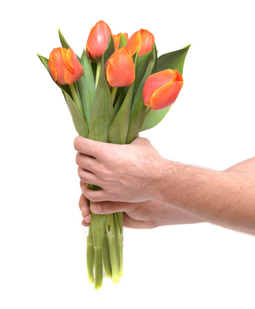tulipánok a férfi kezét - Fotó, kép