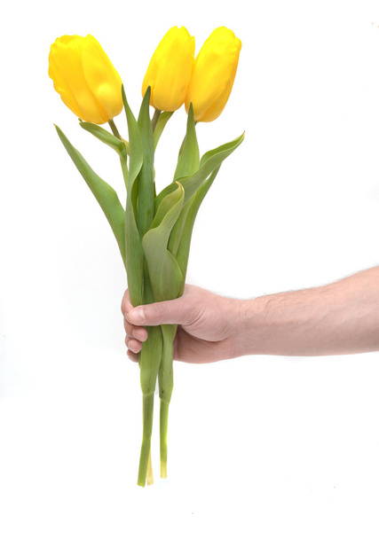 Tulips in man's - Photo, Image
