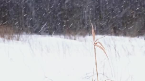 A neve cai no dia de inverno. inverno floresta mista paisagem de inverno 4k uhd - Filmagem, Vídeo