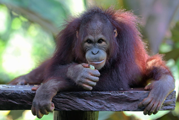 Bir orangutan (Pongo sp) beton bir sandalyede dinleniyor. - Fotoğraf, Görsel