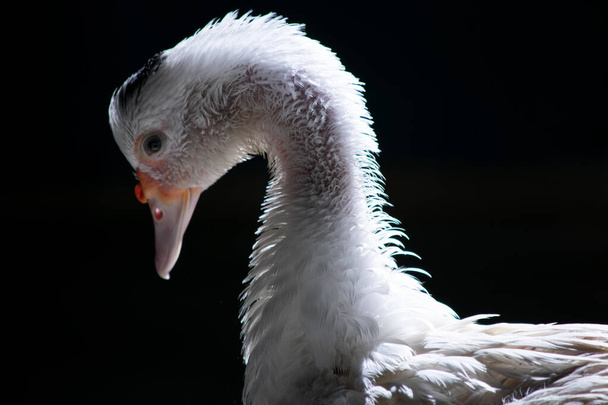 White duck posing with lighting and sharp details on a black background. Real photo of a real animal. - Photo, Image
