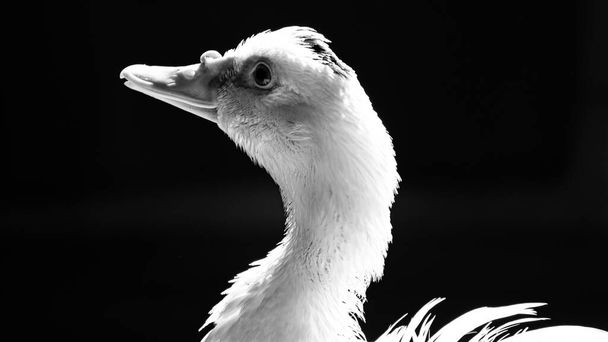 White duck posing with lighting and sharp details. Real photo of a real animal. - Photo, Image