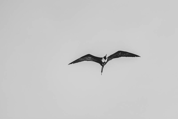 Brazilian seabird photographed in its natural habitat in Guanabara Bay, Rio de Janeiro, Brazil. - Photo, Image