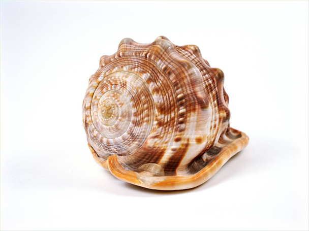 concha de caracol de mar jalá aecassis rufa animal, molusca aislado sobre fondo blanco - Foto, Imagen