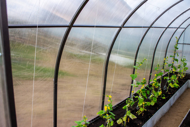 Greenhouse with vegetables Young seedlings in spring, gardening and farming - 写真・画像