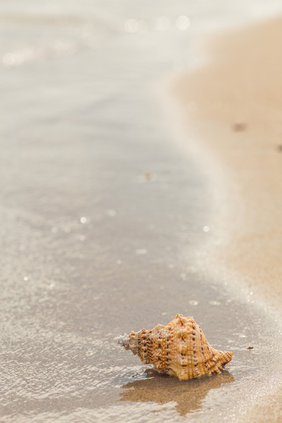 a homokos tengerpart Shell. - Fotó, kép