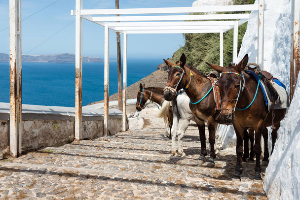 Santorini burros en las escaleras a Fira utilizado para el transporte, Grecia - Foto, Imagen
