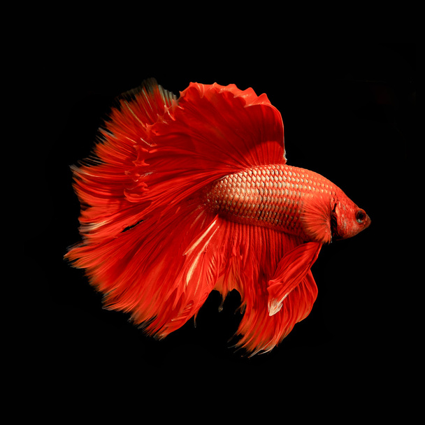 peces siameses rojos, peces betta aislados en negro
 - Foto, imagen