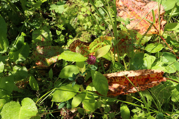 летний клевер в листьях на солнце - Фото, изображение