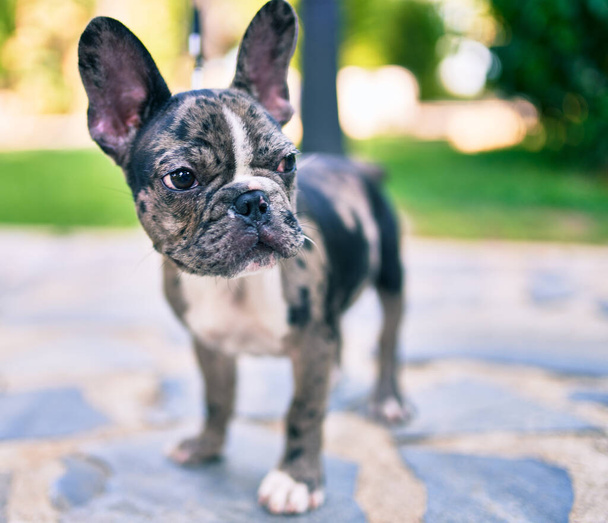 Beautiful puppy spotted french bulldog happy at the park outdoors - Photo, Image