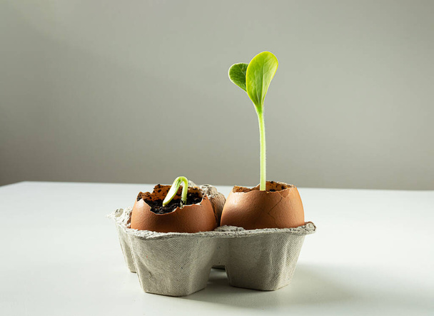 Seed germination of zucchini in eggshells on the light background, ecological gardening and zero waste concept - Photo, Image