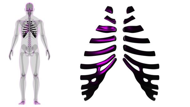 Human skeleton anatomy Costal Cartilage 3D Rendering For Medical Concept - Photo, Image