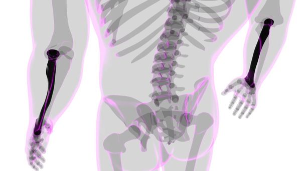 Lidská kostra anatomie Poloměr kostní 3D vykreslování pro lékařské pojetí - Fotografie, Obrázek
