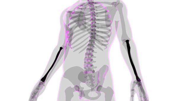 Ludzki szkielet anatomia Promień kości 3D Rendering dla koncepcji medycznej - Zdjęcie, obraz