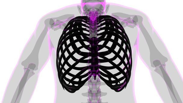 Ludzki szkielet anatomia żebra klatka 3D Rendering dla koncepcji medycznej - Zdjęcie, obraz