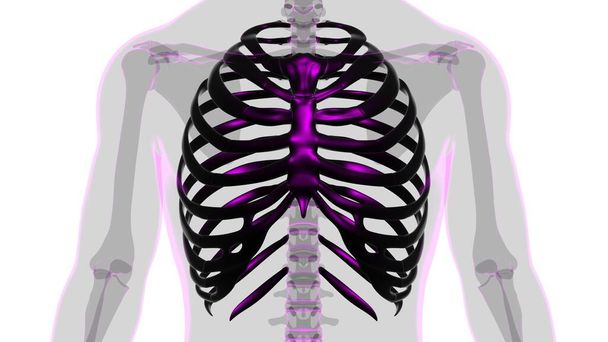 Rendu 3D de cage thoracique d'anatomie squelettique humaine pour le concept médical - Photo, image