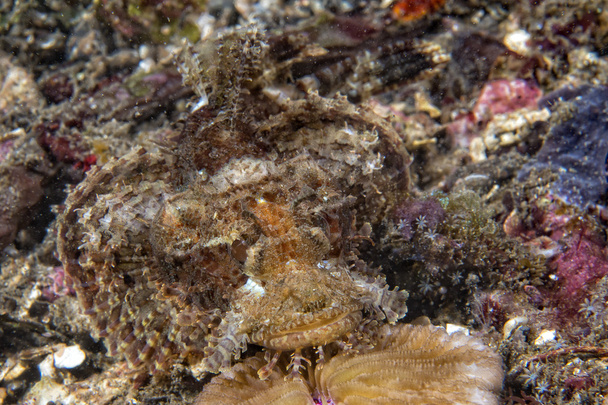 Colorful scorpion  fish while looking at you on the sand background - Photo, Image