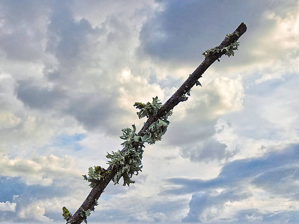 branches d'arbres avec ciel dramatique le matin avant la pluie - Photo, image