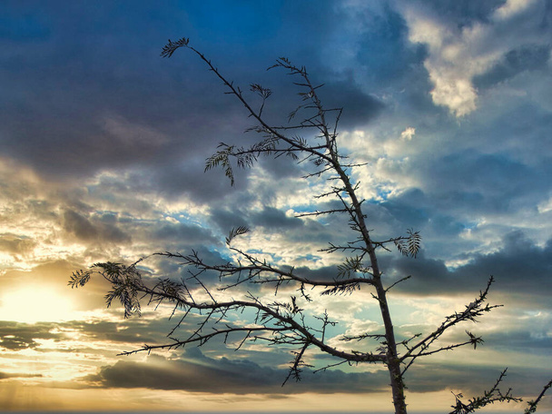 Δέντρο κλαδιά με δραματικό ουρανό το πρωί πριν από τη βροχή - Φωτογραφία, εικόνα