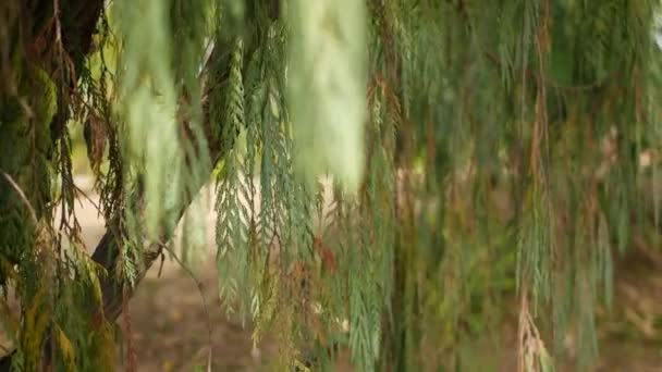 Cypress conífera árvore no jardim, Califórnia EUA. Natural botânica close up fundo. Atmosfera de floresta de manhã de primavera, floresta de primavera. Vegetação delicada decorativa, bokeh foco suave borrão - Filmagem, Vídeo