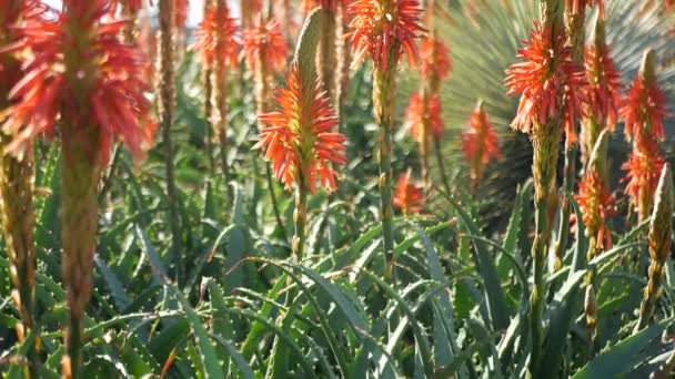 Aloe plante succulente fleur rouge, Californie USA. Flore du désert, climat aride botanique naturelle fond rapproché. Floraison vive et juteuse d'Aloe Vera. Jardinage en Amérique, pousse avec le cactus et l'agave - Séquence, vidéo