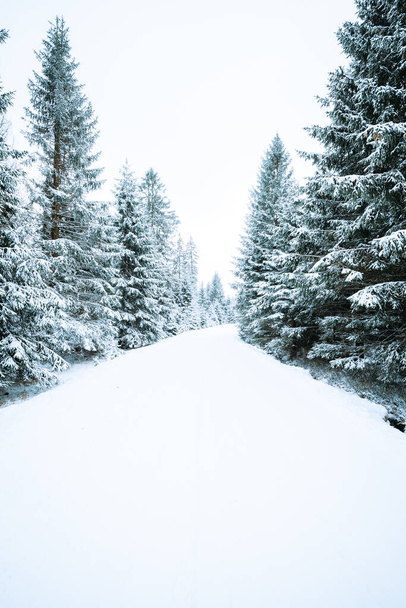 A beautiful scenery of a forest with a lot of fir trees covered in snow on a cold winter day - 写真・画像