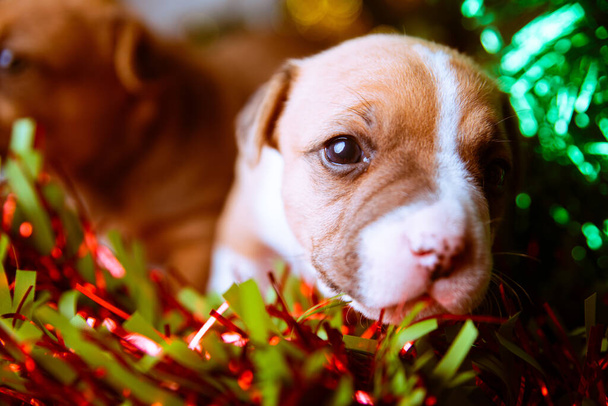 An adorable American Staffordshire Terrier puppy with Christmas decorations - Фото, изображение