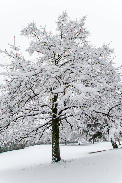 Snowy tree in a snow-covered park in cloudy weather in January. - Foto, immagini