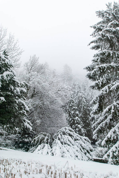 Ocak ayının sisli bir kış gününde karlı bir ormanın manzarası. - Fotoğraf, Görsel