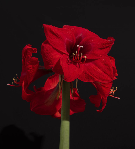 A red amaryllis bouquet isolated on a black background - Foto, immagini