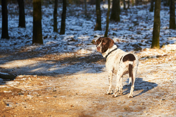  Old Danish Pointer dog standing on path in forest in winter                                 - Photo, Image